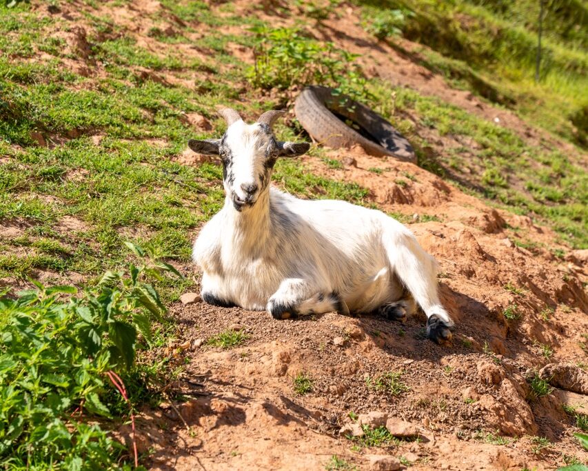 Unsere Tiere
